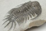 Crotalocephalus (“Cyrtometopus”) Trilobite - Scarce Species #208949-5